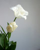 tulipa branca 2