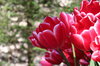 As tulipas vermelhas em Lisse
