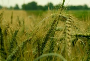 Campo de trigo do verão Verde: 