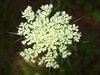 Queen Annes Lace 2