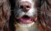 feliz cão nariz saudável