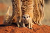 Meerkat filhote de cachorro e adultos