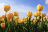 tulipas
