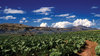 Farm Irrigação nas Drakens