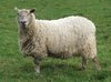 Primavera Sheep