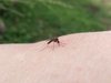 Mosquito Alimentação