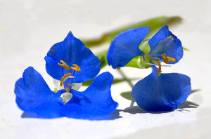 Pequena flor azul