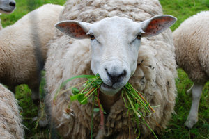 carneiros chewing grass