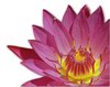 Flor de Lotus
