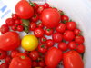 balde de tomate (4)