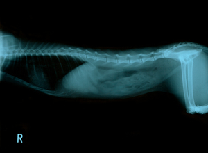 radiografia de tórax de um gato