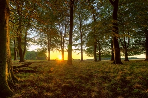 floresta pôr do sol - HDR: 