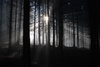 floresta escura