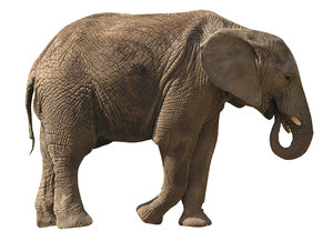 elefante: 