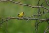 Goldfinch americano