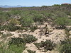 arizona deserto