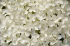 Hortensia Branco 1