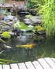 De peixes no jardim japonês