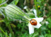 Ladybug na flor branca