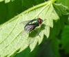 Mosca verde do frasco
