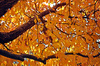 Cherry Tree em Fall Colors