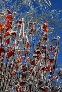folhas vermelhas congeladas 2