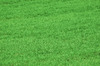 Grass background