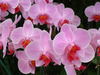 Uma orquídea in Pink