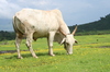 A Cow Grazing