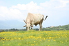 A Cow Grazing