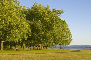 Árvores em um parque: 