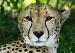 Gatos africanos: Cheetah 5: 