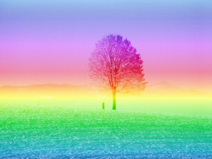 Árvore do arco-íris: 