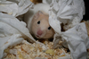 ziggy o hamster