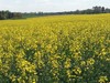 Linda Campo de Canola