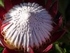 protea