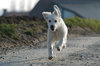 Cão Running