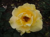 Rosa amarela