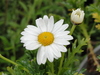 Marguerite flor close-up