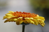 Gerbera