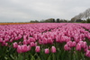 Tulipas