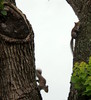 esquilos em uma árvore