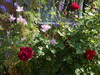 Rosas e Larkspur