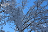 árvore do inverno de Adirondack