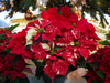 poinsettias 1